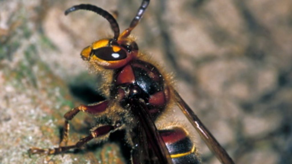 Avispa gigante de Japn llega a EEUU; temen que acabe con poblacin de abejas