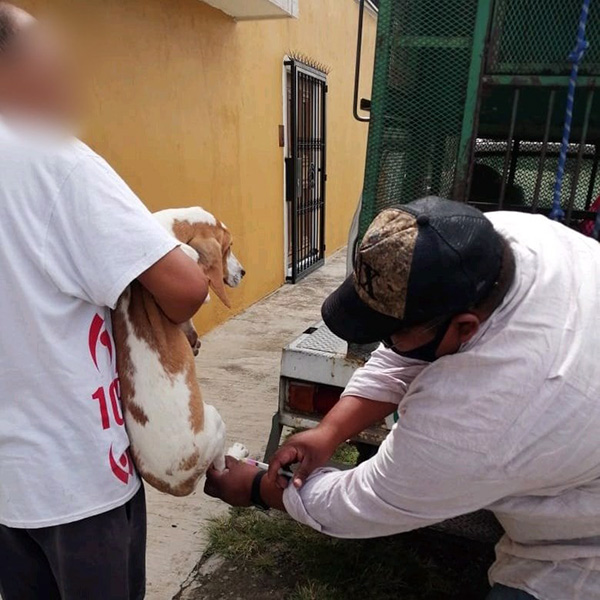 En Momoxpan, tuvieron jornada antirrábica 