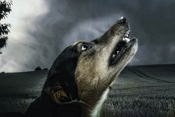 El aullar de los perros que anuncia la muerte 