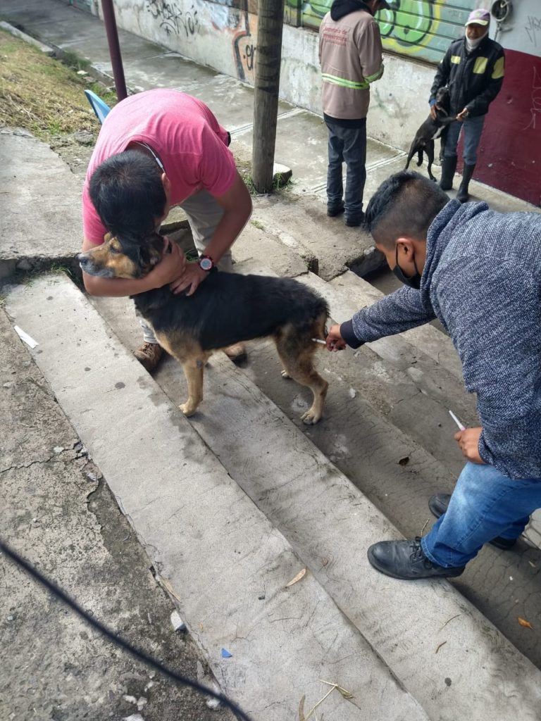 Vacuna a tu mascota, y estarás seguro