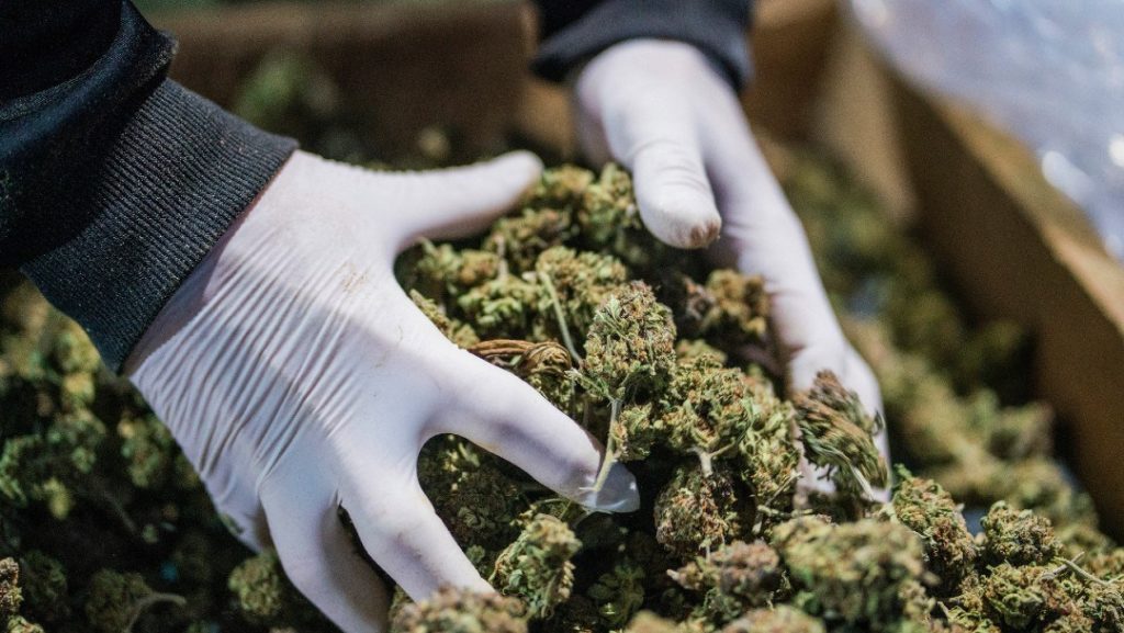 ONU reconoce oficialmente las propiedades medicinales del cannabis
