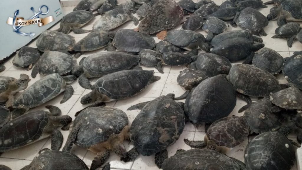 SEMAR realiza rescate de tortugas en Tamaulipas y liberación en Colima