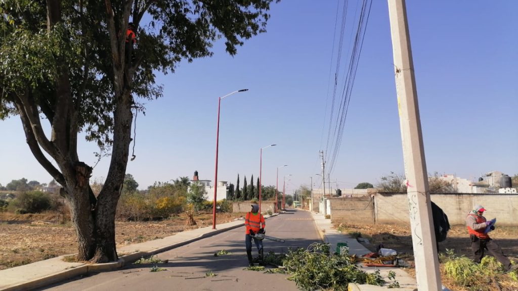 Poda artística a árboles en el municipio