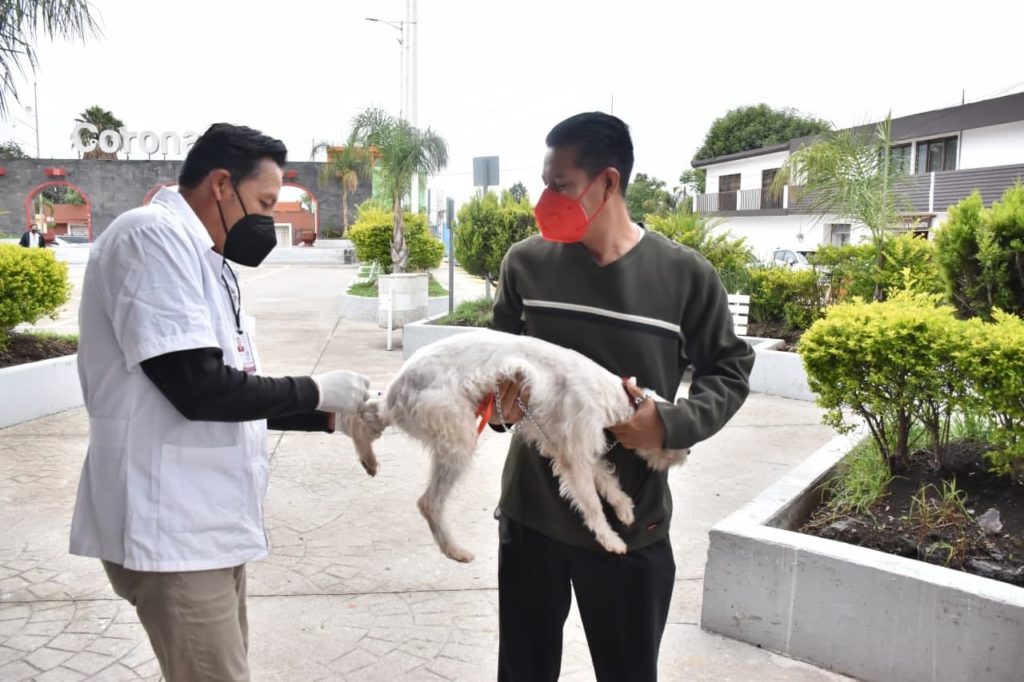 Realizó Coronango aplicación de vacunas contra la rabia a perros y gatos