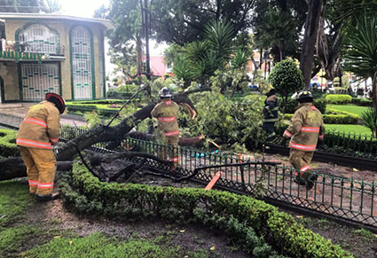 Cae rama de árbol, en el zócalo