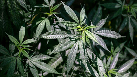 SCJN publica fallo que avala despenalización del uso lúdico de la marihuana