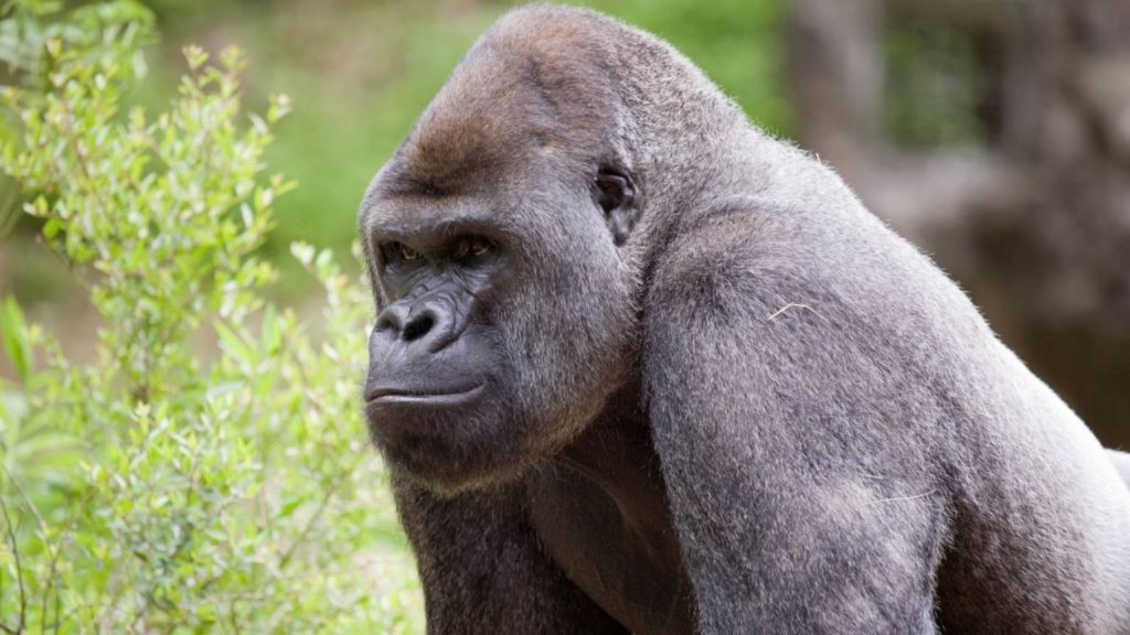 Gorilas del zoológico de Atlanta dan positivo a covid