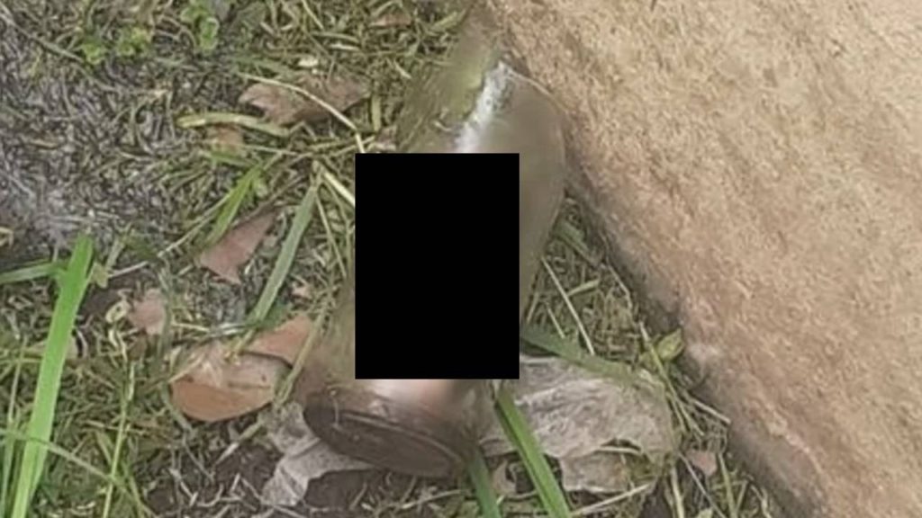 Jardinero encontró un pene dentro de un frasco
