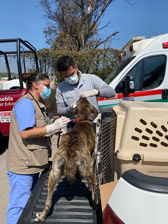 Atendió el IBA mil 246 animales afectados por explosión