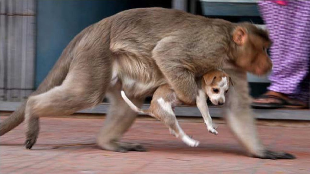 Monos matan a 250 perros arrojándolos desde edificios “por venganza”
