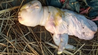 Una cabra en la India dio a luz a un bebé con rostro “humano”