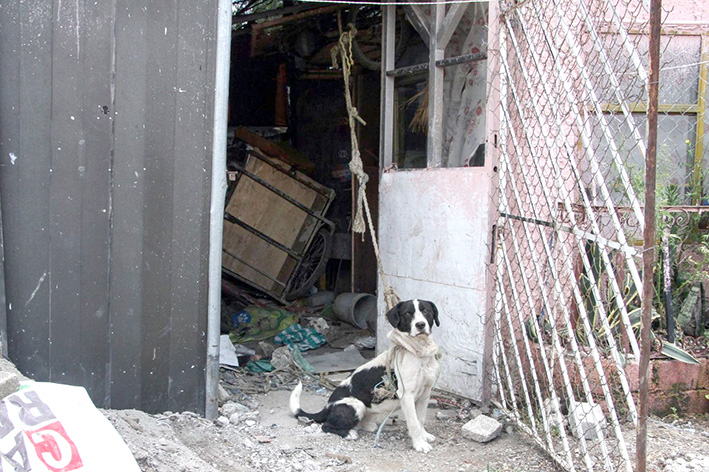 Vinculan a proceso a hombre acusado de maltrato animal en Benito Juárez, CDMX