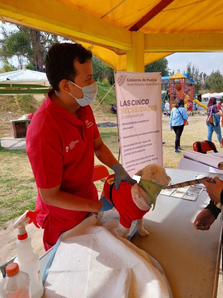 En 2021, Medio Ambiente presentó 349 denuncias por maltrato animal
