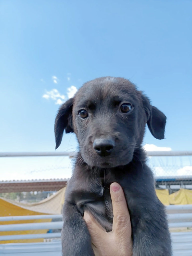 Comuna invita a adoptar y dar una segunda oportunidad a animales de compañía rescatados