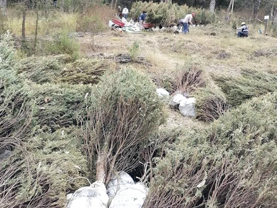 Recibirá Medio Ambiente árboles utilizados en celebraciones decembrinas