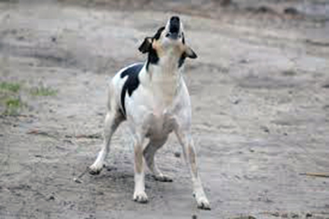 Ayuden a perro abandonado en una casa