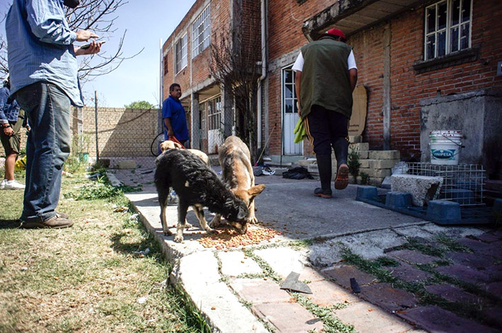 Rescata bienestar animal a 60 perros y gatos