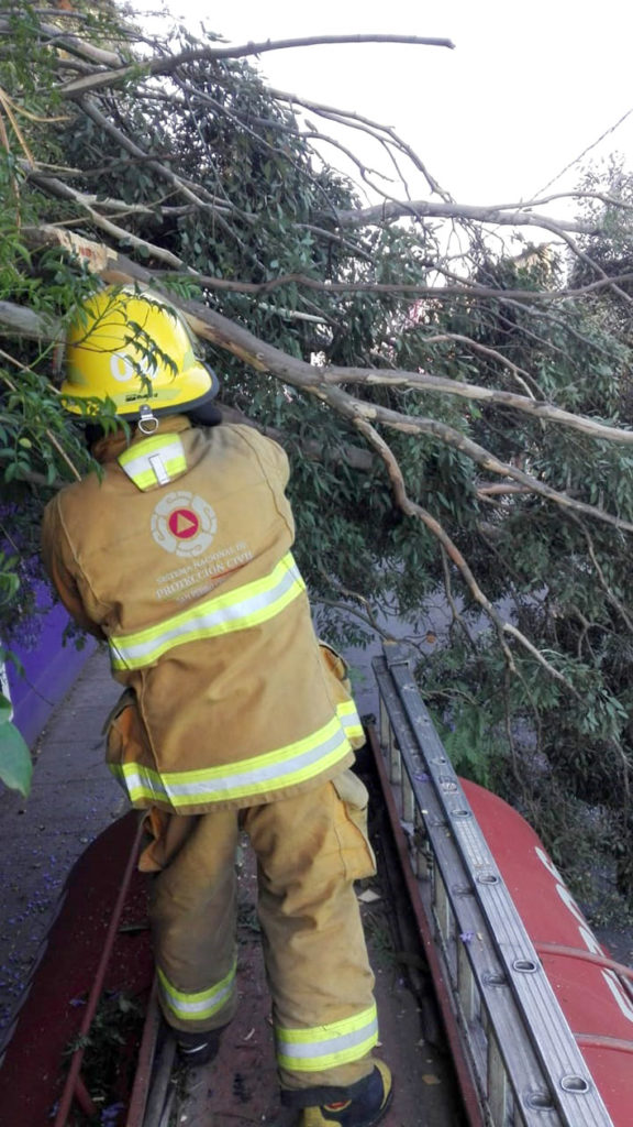 Árbol cae por su peso