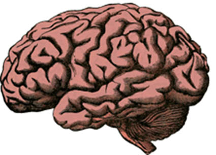 ¿Por qué es urgente conocer el funcionamiento del Cerebro?