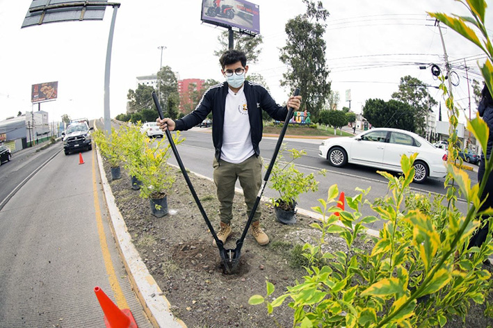 Reforestan camellón central de la Puebla-Atlixco