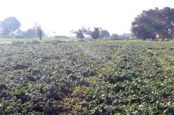 Granizada dañó cultivos en Tepeyecac y Tecaltzingo  * Afecto cultivos a cielo abierto y en invernaderos