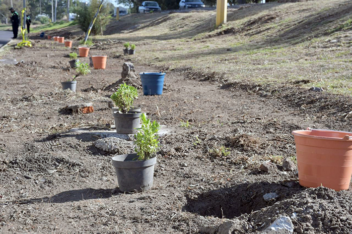 Con 14 mil árboles sembrados, puebla se llena de «Aire Joven»