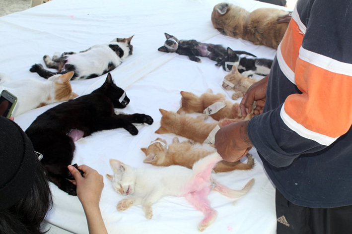 Van más de tres mil 800 gatos esterilizados por el municipio