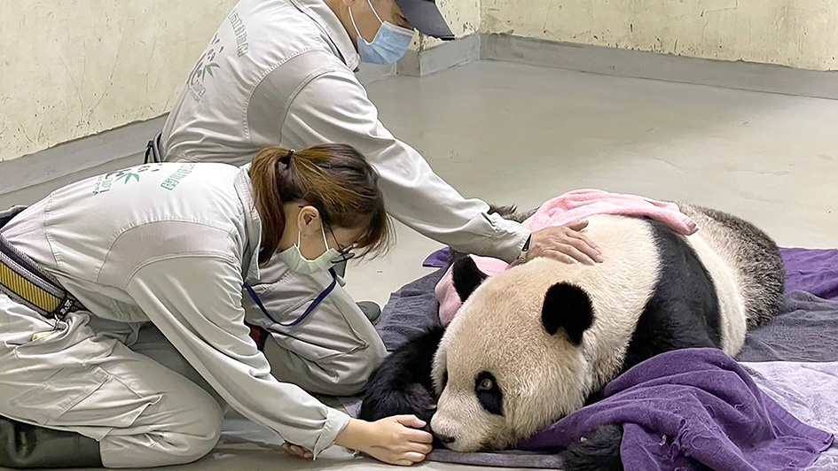 Muere Tuan Tuan, el Oso Panda Regalado por China a Taiwán