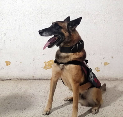 Tras revisiones en centros penitenciarios, oficiales caninos detectan droga: SSP