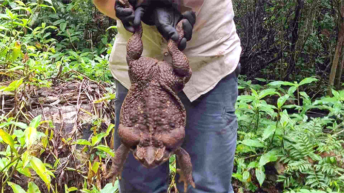 Hallan a Toadzilla en Australia: un sapo monstruoso