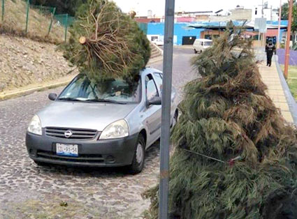 Habrá centros de acopio de arbolitos navideños