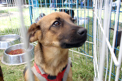 Adopta no compres un perrito como mascota