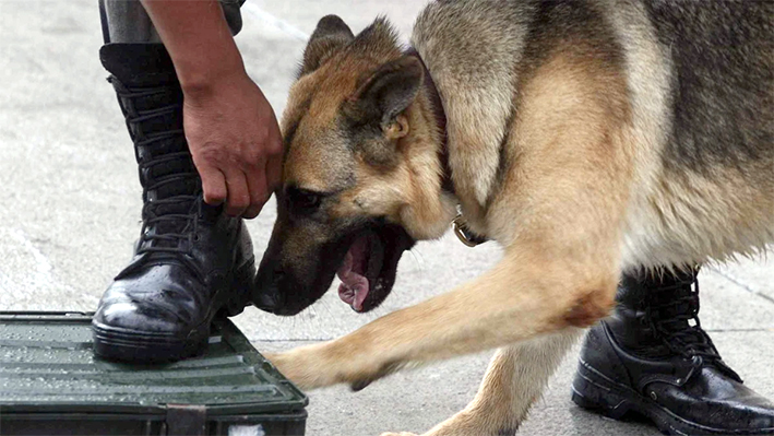 ¿Quieres un héroe canino del ejército? así lo puedes adoptar
