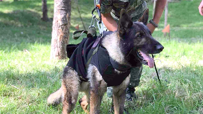 Muere Proteo, perro rescatista de SEDENA, en Turquía