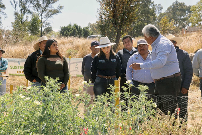 Corredor de franjas polinizadoras para cultivos, nuevo proyecto: Paola Angon