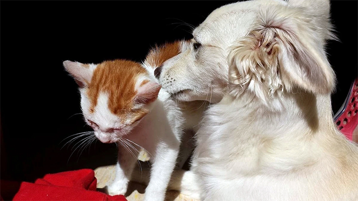 Corea del Sur busca ley que prohíba comer carne de perro y de gato