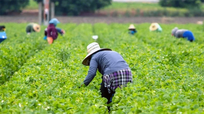 Mexicanos denuncian red de “esclavos modernos” en Canadá