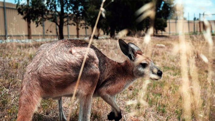 Australia sacrificaría canguros para evitar que mueran de hambre