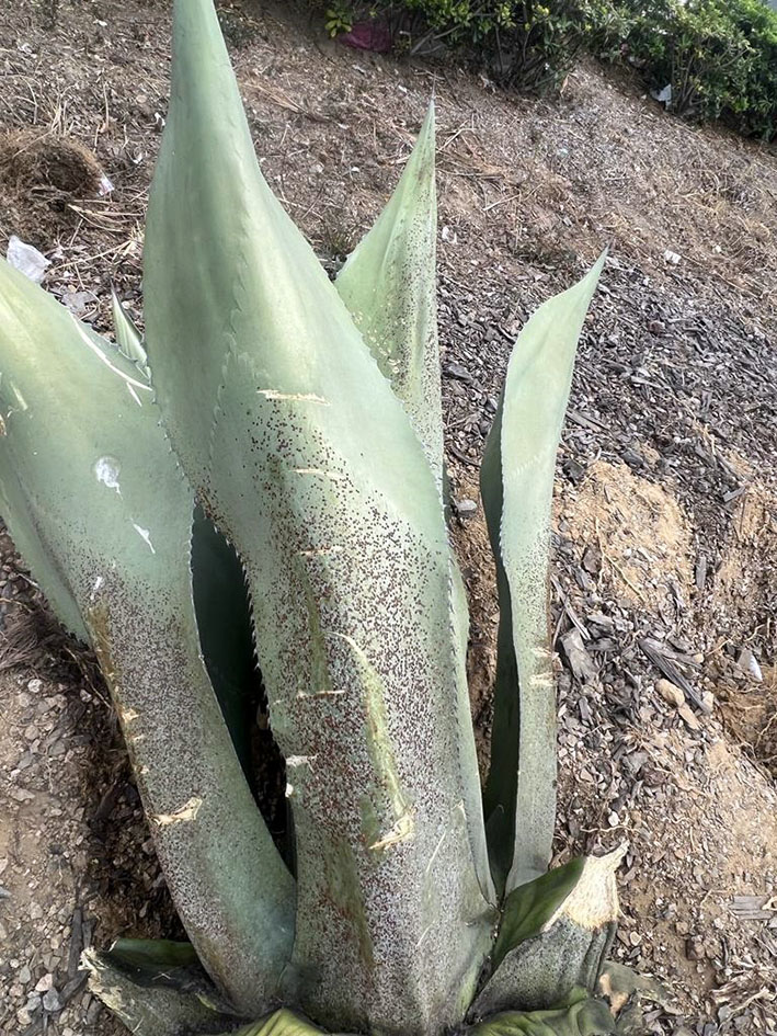 El jardín donde está Xelhua, está siendo rescatado