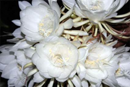 Las Flores más Caras del Mundo