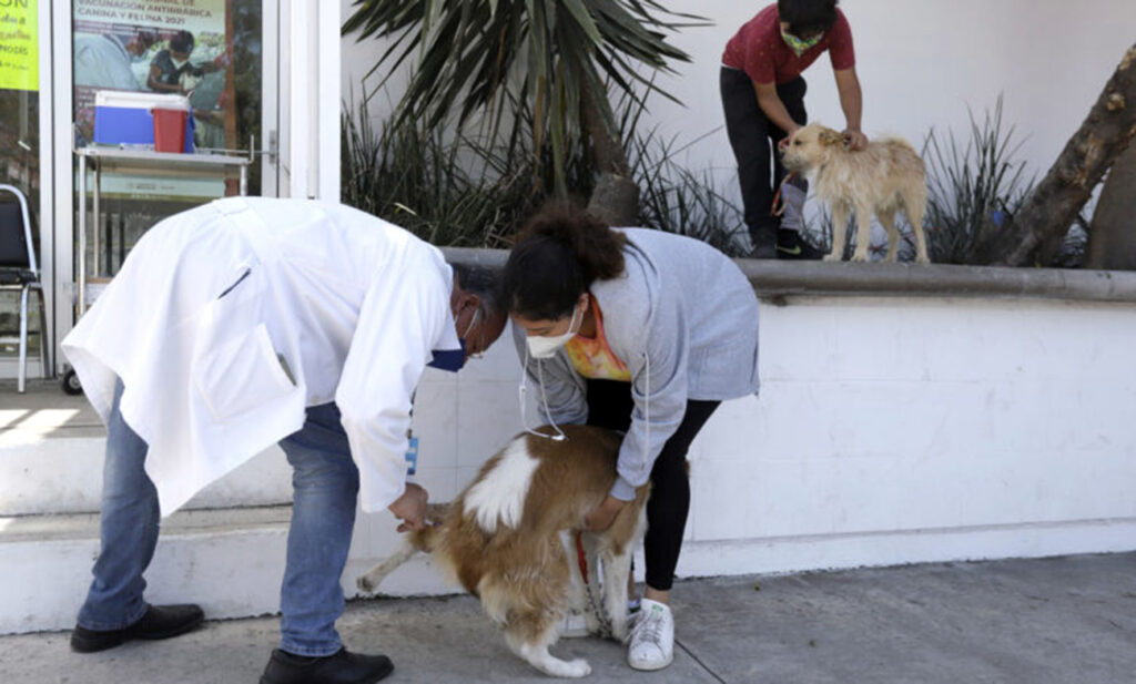 Van más de 18 mil vacunas antirrábicas aplicadas  * La meta eran 17 mil, fue superado y seguirán con más