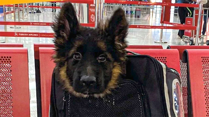 Llega a México cachorro donado por Turquía tras muerte de Proteo