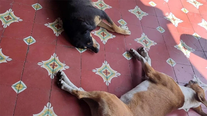 El Caso de los Perritos “Dormidos” en Tehuacán