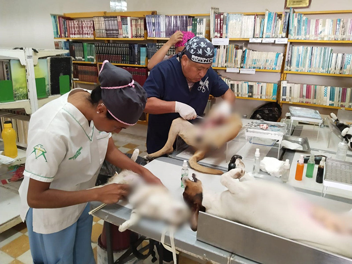 Buena fue la respuesta de la jornada de esterilización canina y gatuna