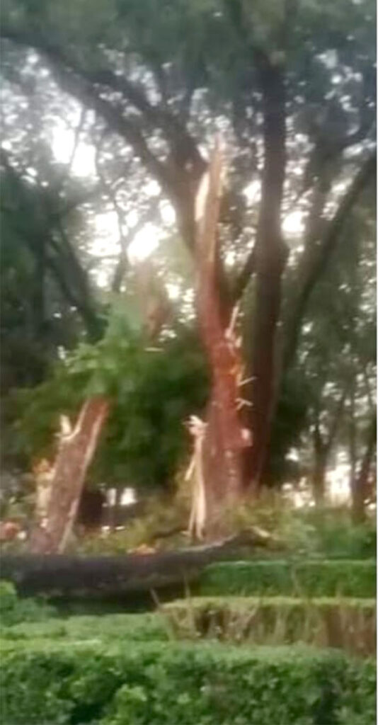 La caída del árbol, por el viento y una raíz débil: Rodolfo Fierro