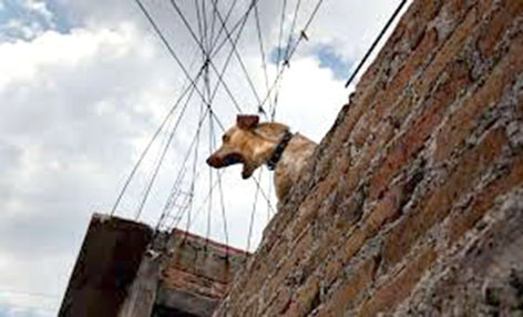 Bienestar Animal, emite recomendaciones por maltrato animal