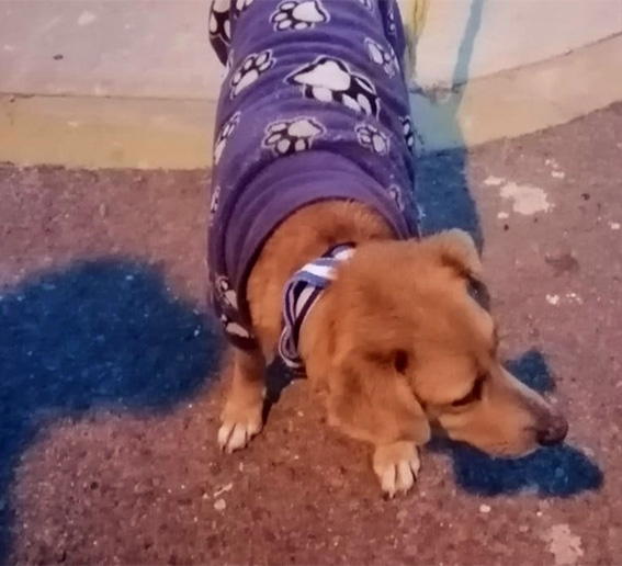 “Canelo” necesita un hogar seguro