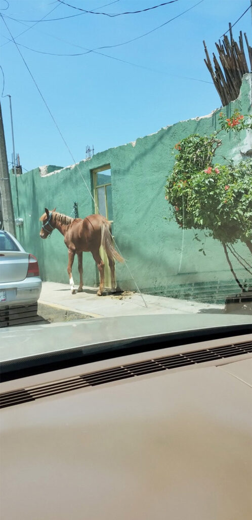Caballo sufre maltrato animal, en Tecamac