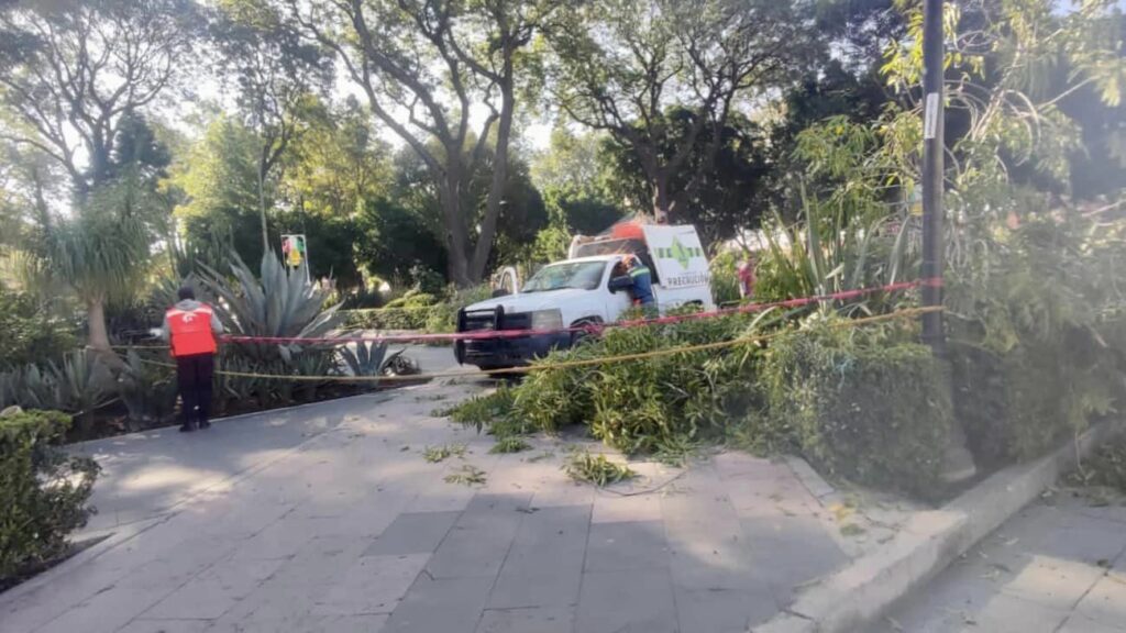 Derribaron 3 árboles en el zócalo de la ciudad