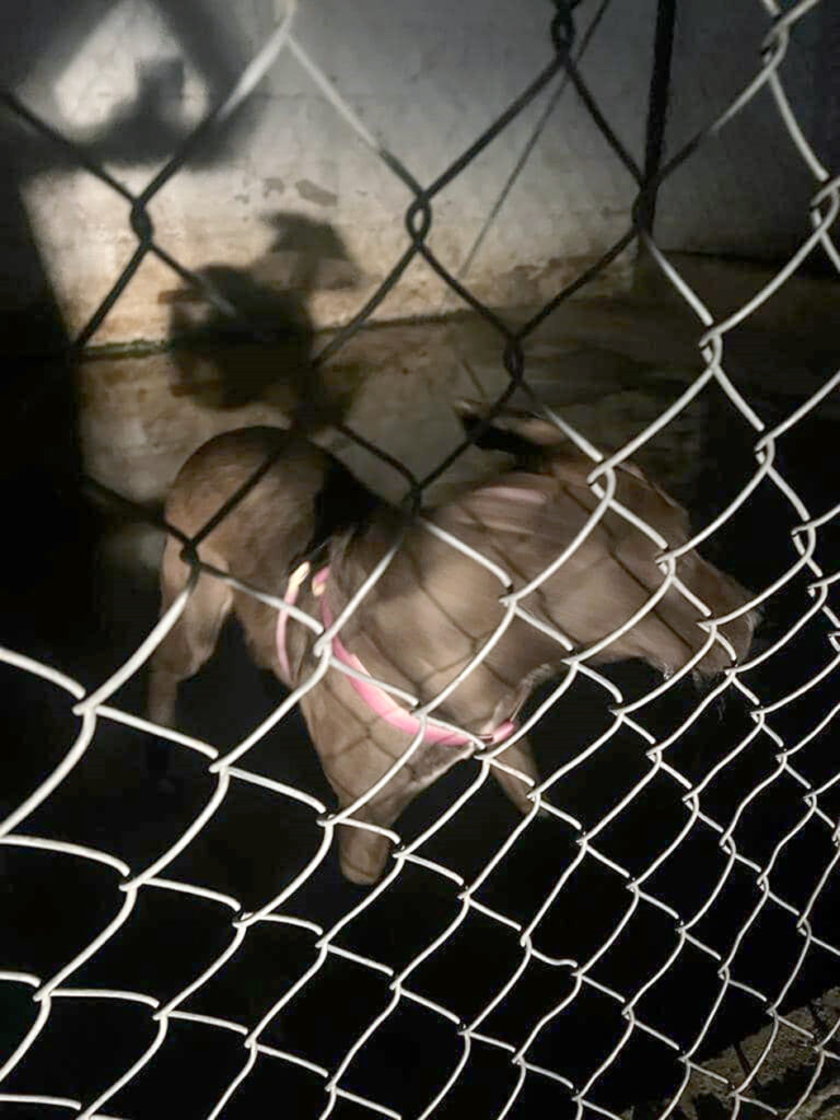Rescataron a 4 perros en Infonavit Santiago